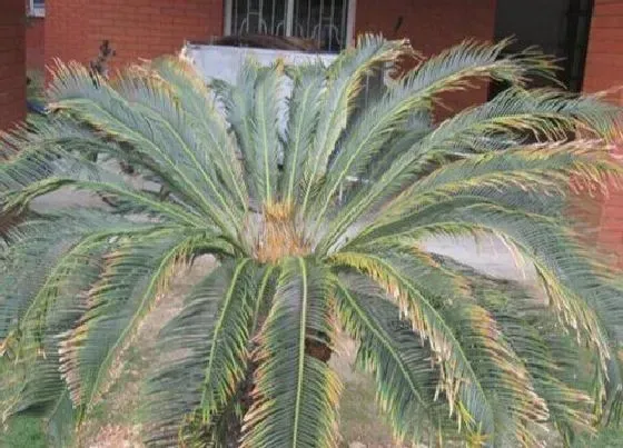 植物病害|苏铁炭疽病的发病原因及治疗方法