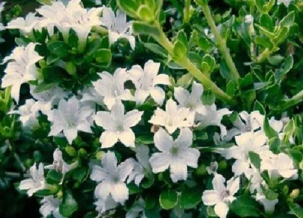 养殖科普|六月雪会开花吗