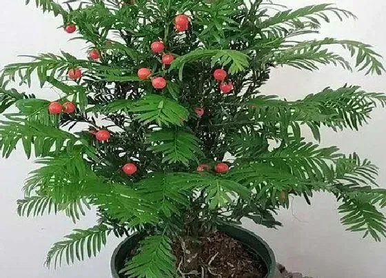 种植方法|红豆的种植方法和时间