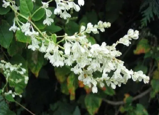 植物百科|何首乌开花吗 开花是什么样子的