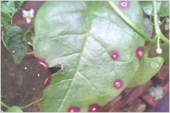 木耳菜蛇眼病的分辨及防治方法 | 种植技术