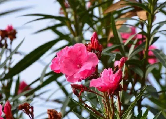 植物修剪|夹竹桃怎么修剪方法