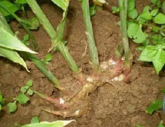 种植方法|姜的种植方法和时间