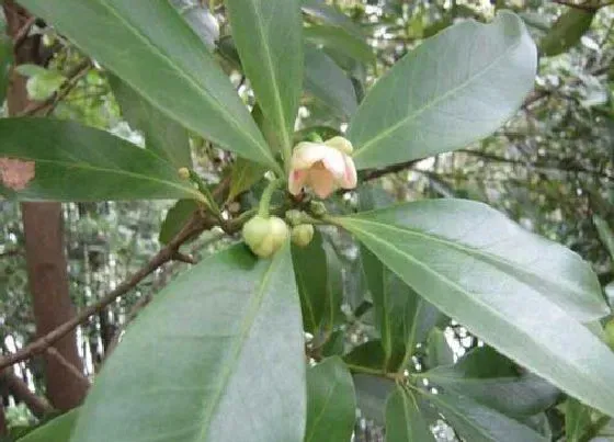 种植管理|八角的生长周期是多长时间