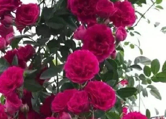 开花时间|红木香花一年开几次花
