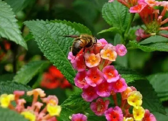 植物毒性|五色梅有毒吗 可以放在室内养吗