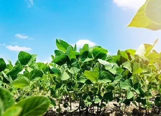 植物施肥|种豆用什么肥料最好