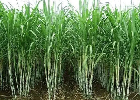 种植管理|河南地区甘蔗几月份种植合适