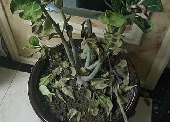 掉叶子|沙漠玫瑰掉叶子怎么办
