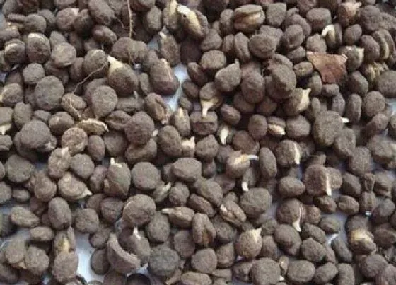 植物百科|人参有种子吗