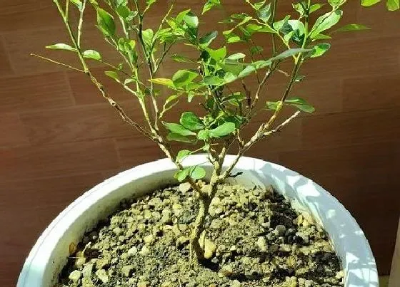 冬天植物|九里香怕冻吗 放室外能过冬吗