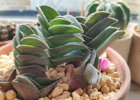 植物百科|植物徒长是什么意思 多肉植物徒长的原因和解决方法