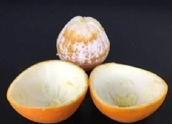 食用科普|橙子皮怎么剥 又快又简单