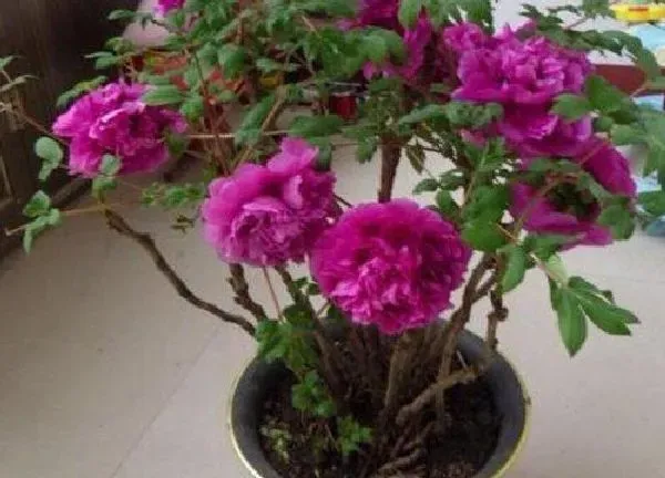 植物移栽|牡丹怎么分盆容易成活