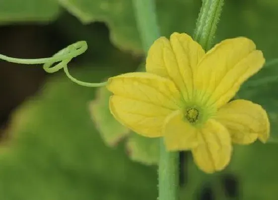 果实诊疗|黄瓜开花不结果怎么办