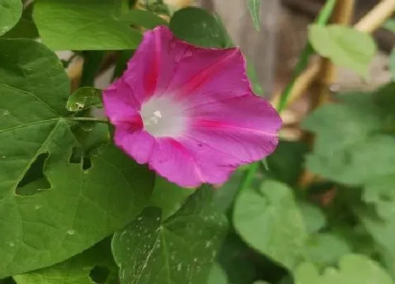 冬天植物|牵牛花怎么过冬天 越冬栽培方法