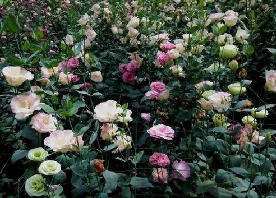 植物播种|洋桔梗什么时候播种合适