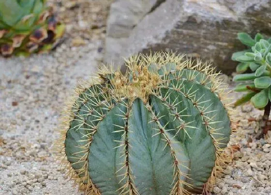 绿植|卧室里适合种什么植物