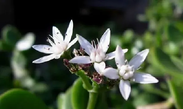 植物浇水|淘米水可以浇玉树吗 浇淘米水正确方法