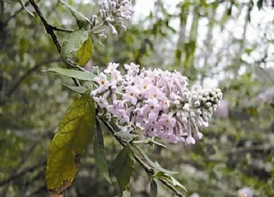 花语|什么花代表幸运