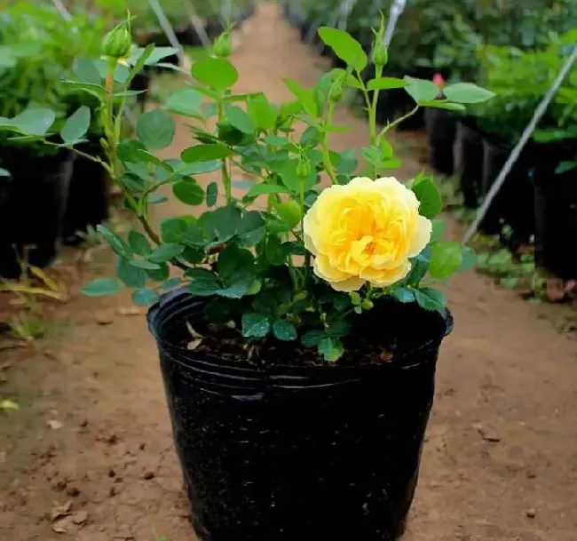 植物百科|金丝雀月季优缺点（金丝雀月季无刺耐低温抗病能力好）