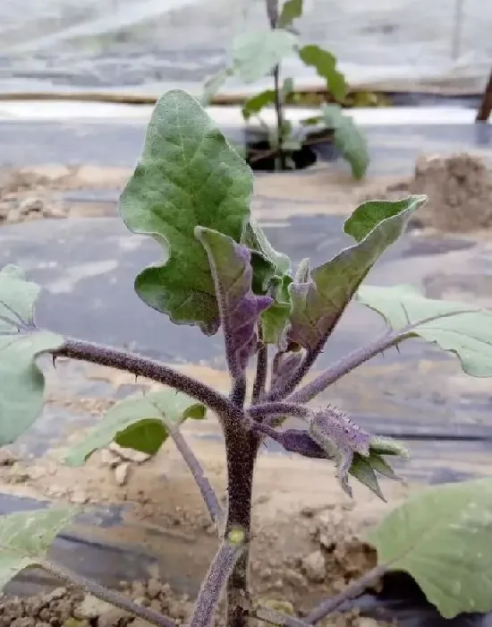 植物病害|茄子干叶是什么病用什么药能治（茄子叶子干枯病治疗方法）