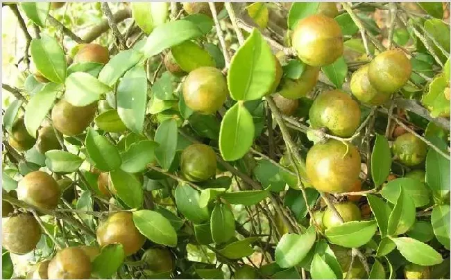 茶油树种植技术 茶油种植的小技巧是什么 | 自然知识