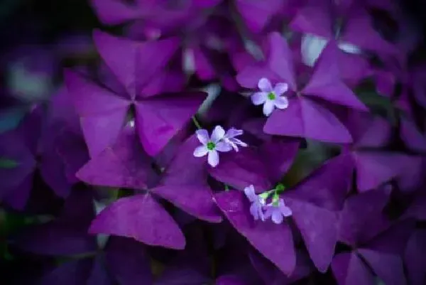 植物浇水|酢浆草浇水时间和正确方法