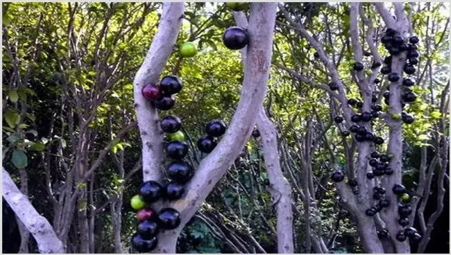 嘉宝果庭院种植要点 | 种植技术