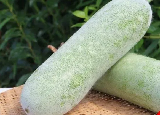 种植位置|冬瓜适合种在什么地方 适合在什么土壤种植