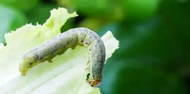 植物虫害|蔬菜大青虫用什么药杀死（青菜上的青虫处理防治方法）