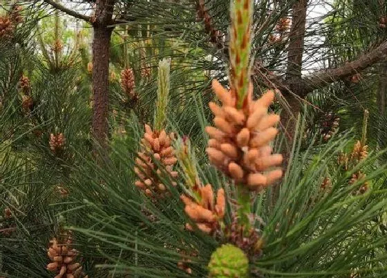 植物百科|松树开花吗 一般什么时候开花