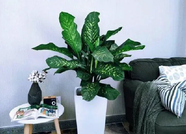植物浇水|万年青多久浇一次水比较好 浇水太多了怎么办