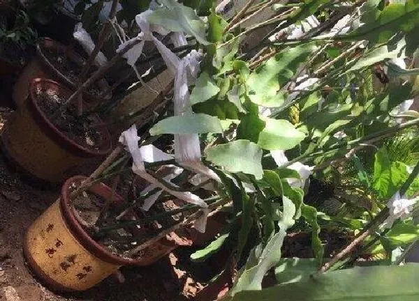 养殖方法|小叶昙花的养殖方法和注意事项