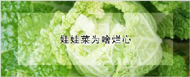 娃娃菜为啥烂心 | 自然知识