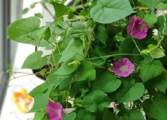冬天植物|牵牛花怎么过冬天 越冬栽培方法