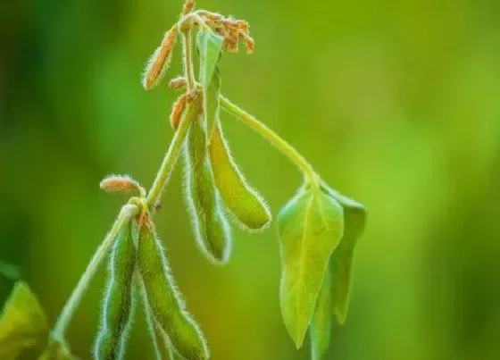 植物施肥|种豆用什么肥料最好