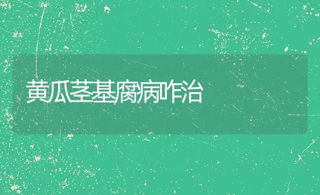黄瓜茎基腐病咋治 | 蔬菜种植
