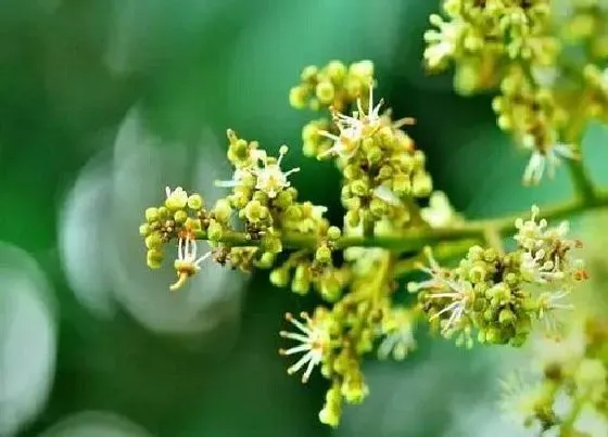 植物百科|葡萄是什么花序类型 属于圆锥状花序