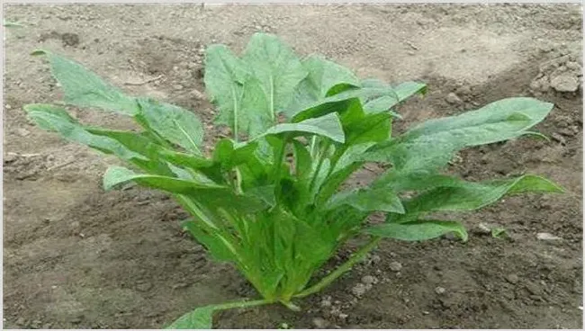 菠菜蚜虫怎么防治？蛀虫了怎么办 | 植物病害