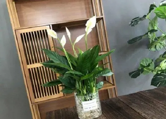植物寓意|表示发财的花 花语是发财的花
