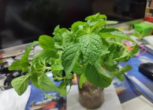 植物浇水|薄荷草多久浇一次水