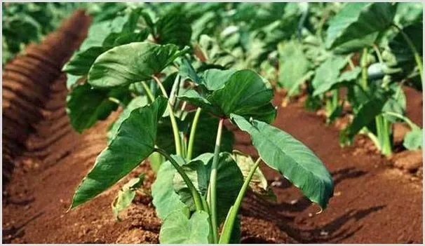 芋头种植怎么做个头大？养分补充及控旺措施非常关键！ | 农业技术