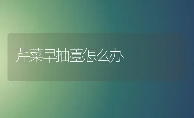 芹菜早抽薹怎么办 | 蔬菜种植