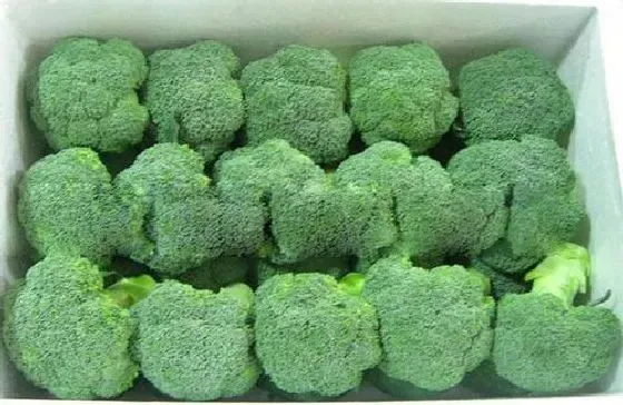 种植方法|西兰花种植时间和方法 高产栽培技术与管理措施