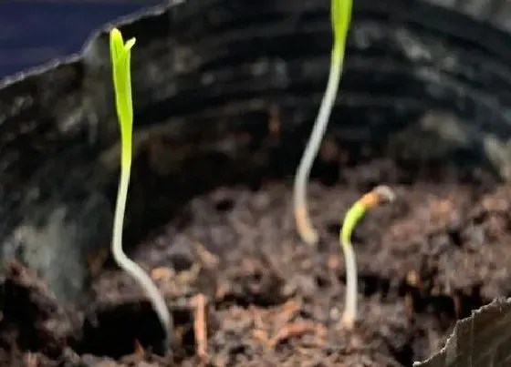 植物播种|花菱草什么时候播种最好