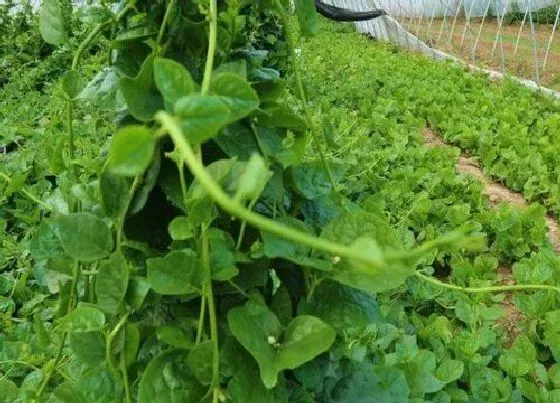 种植管理|豆腐菜几月份种植合适