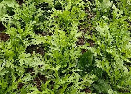 植物播种|筒篙什么时候播种最好