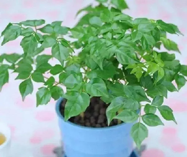 植物浇水|幸福树浇水的正确方法 浇水注意事项