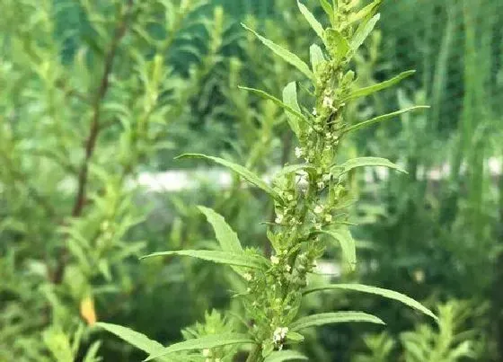 植物百科|艾草会开花吗 开花是什么样子的